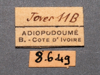 Oberthuerella_lenticularis_Ivory Coast_female_labels